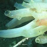 海鞘使老年小鼠发生逆龄变化这篇报道介绍了一项由西交利物浦大学、斯坦福大学、上海