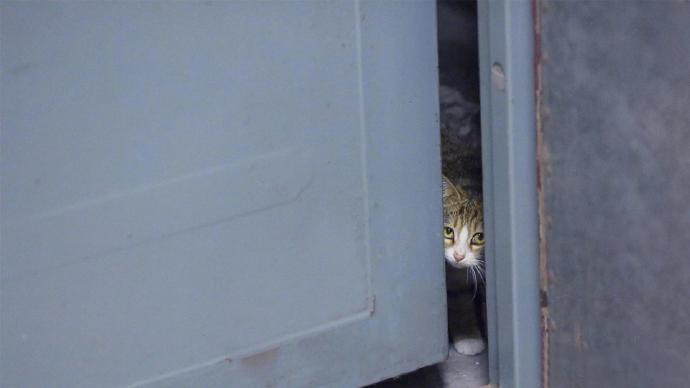 今天特别冷，所以出去的晚，还没有来得及喂猫粮，竟然找过来了，还知道楼层