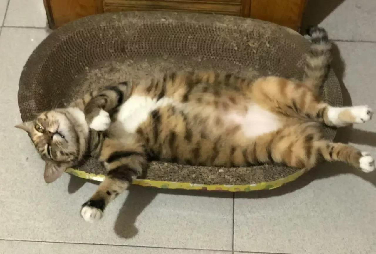 我家收留了一个被绝育的猫咪，我知道绝育后的猫咪晚上不能出去，出去后会被其他猫咪攻