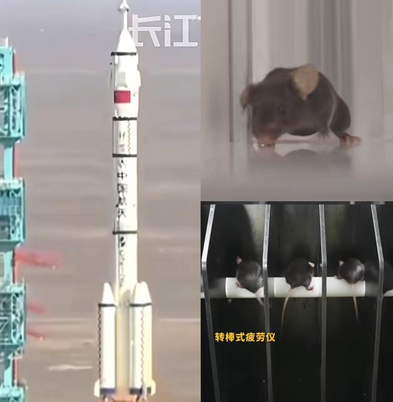 不得了啦不仅中国,连全世界都知道了,除了三名航天员飞上太空,另外还有四只