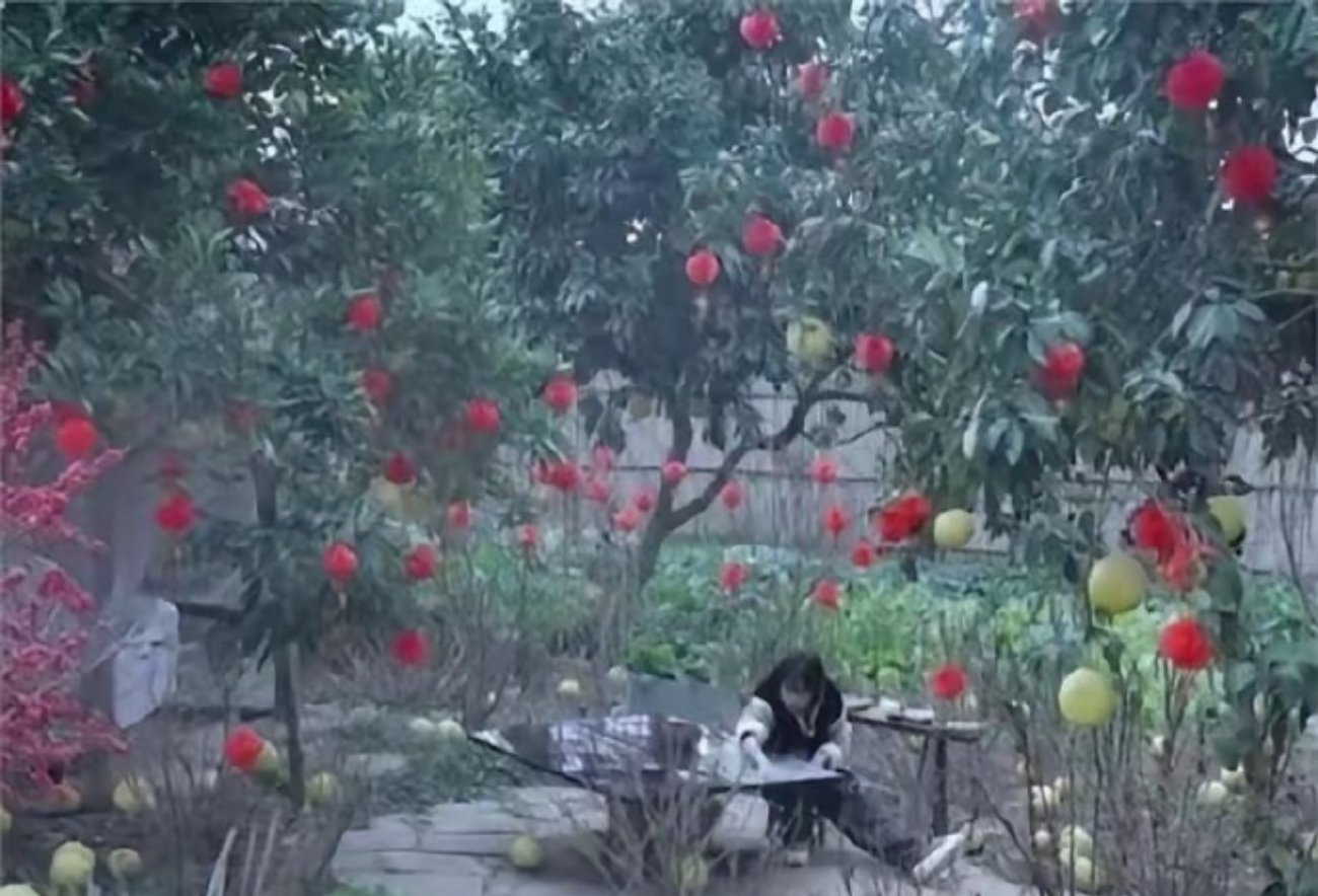 本来以为李子柒的视频是摆拍的，但大家在四川街头看到后才知道这是真的​​​​