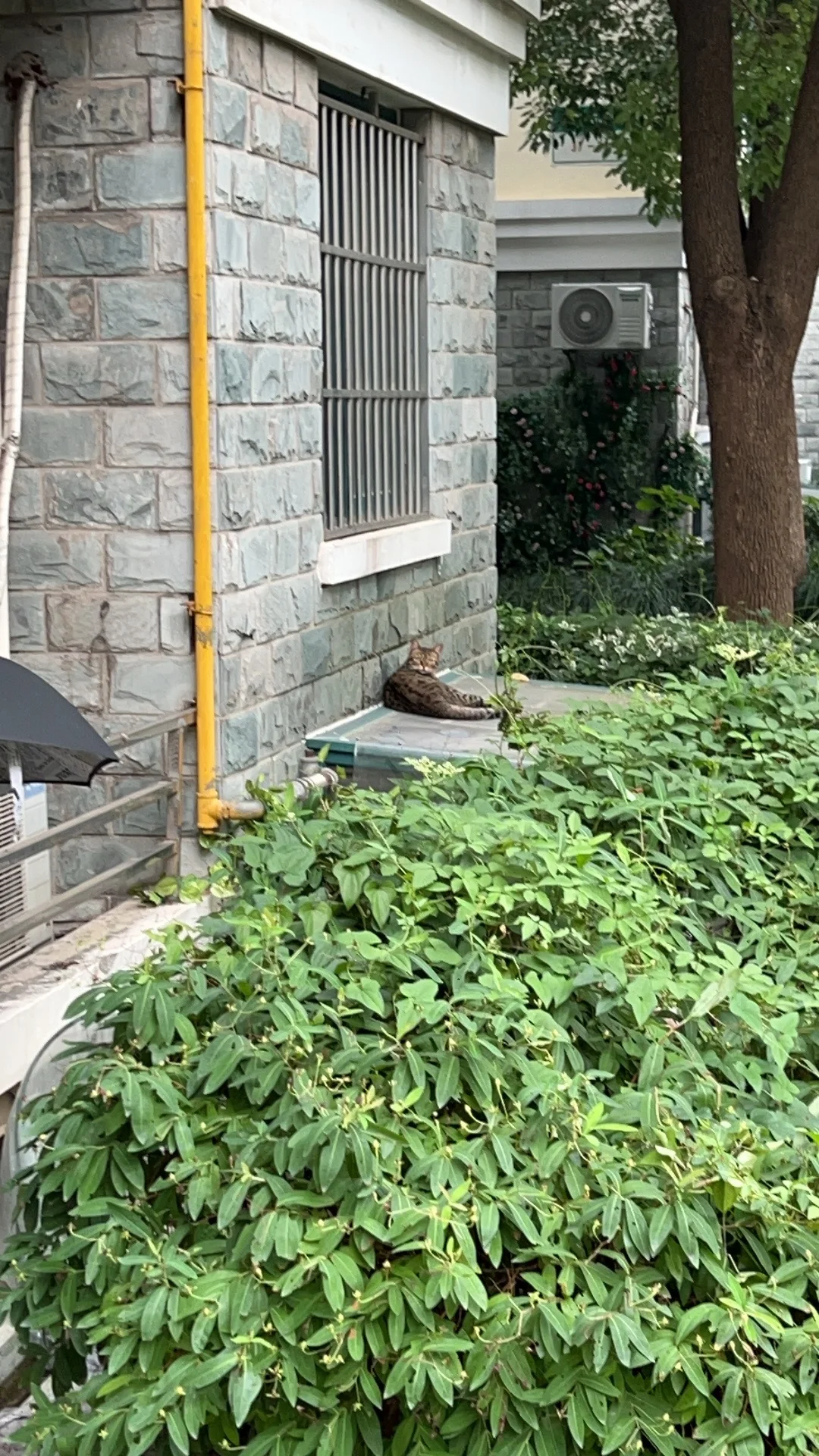 小区楼下的猫 小区里的猫咪