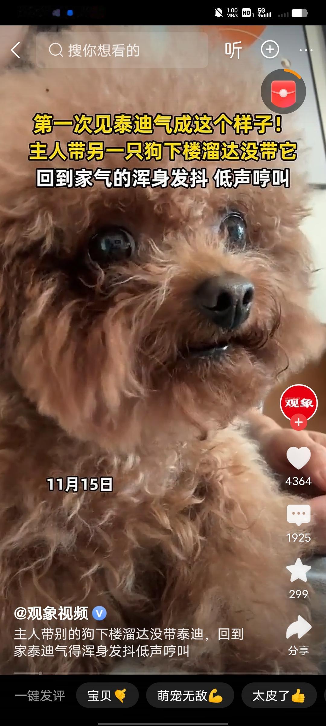 第一次见泰迪气得发抖，场景还挺多样。我朋友家有只泰迪叫布丁，有次家里来了个小孩，