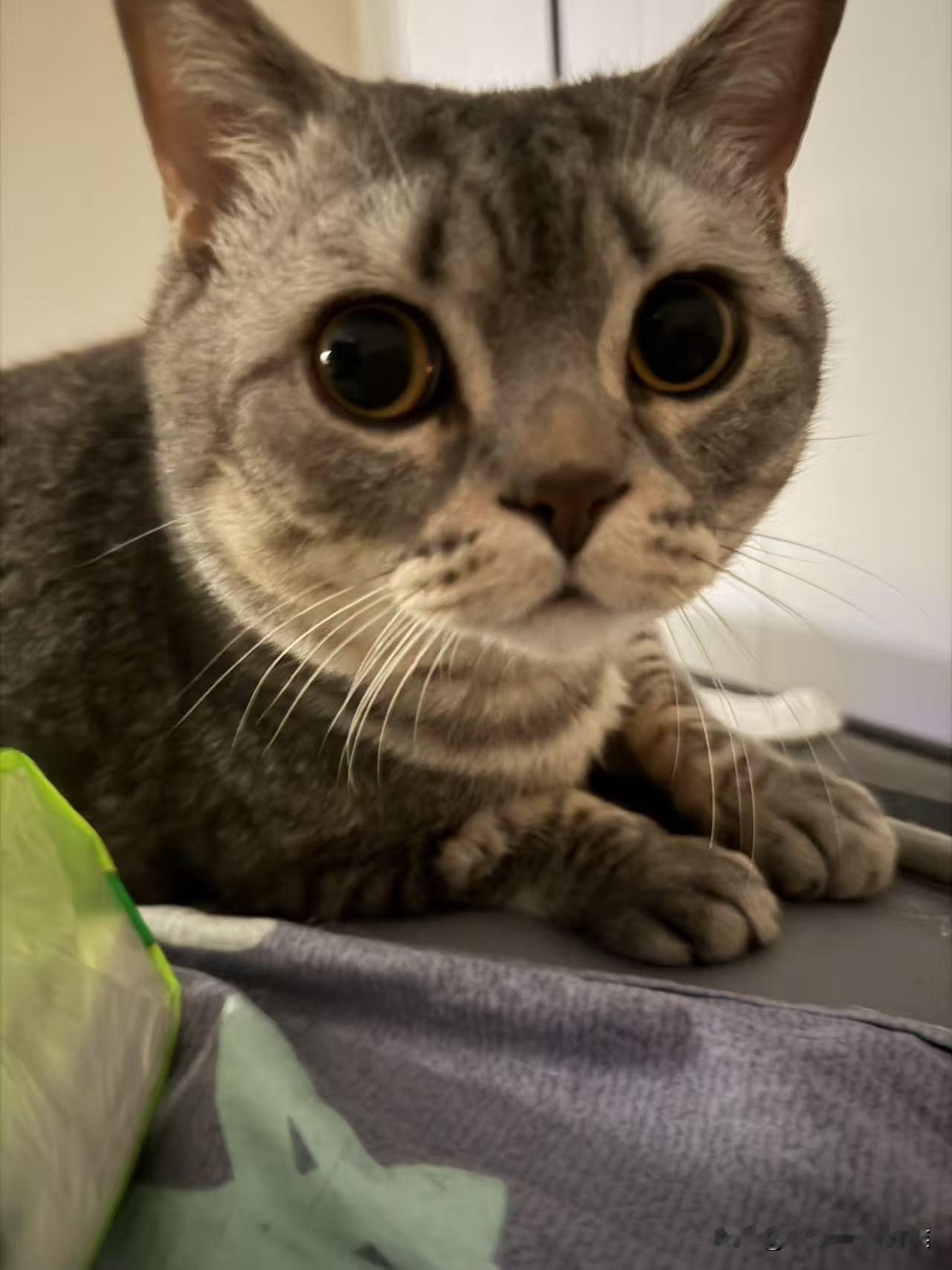 很久没有见我的猫了，一直在老家伺候老人。儿子回郑州的第一天，他走到哪里猫就跟到