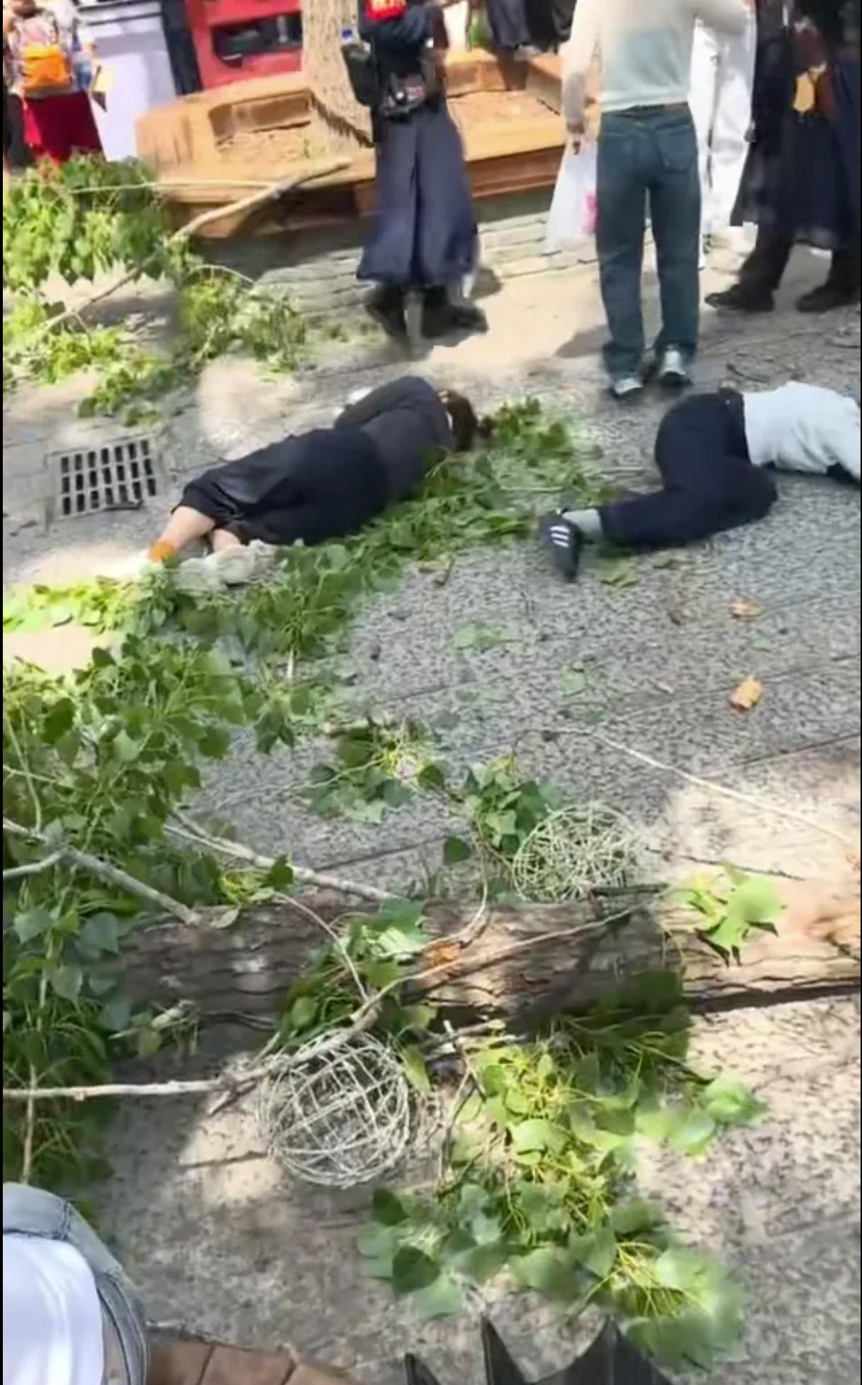 开封万岁山出事了！一棵树说倒就倒，3个人直接被砸躺地上，看着心里发毛。4