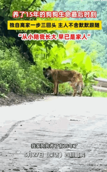 深度破解！15年老狗临终拜别，背后那点“心计”让人彻底绷不住！媒体5月27日