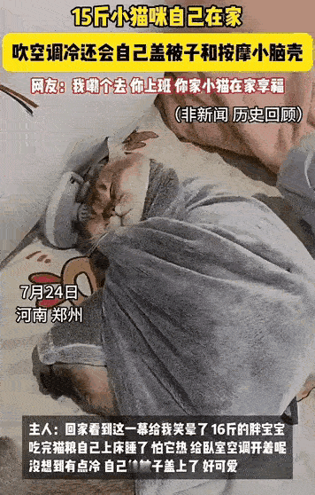 “成精了！”一女子出门去上班，留15斤的猫咪在家，担心它热得慌，特意开上了空