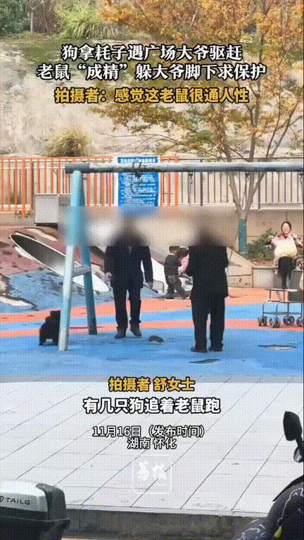 这老鼠成精了！湖南怀化，小区公园里大爷正在锻炼身体呢，突然看见几只狗在追着老鼠玩