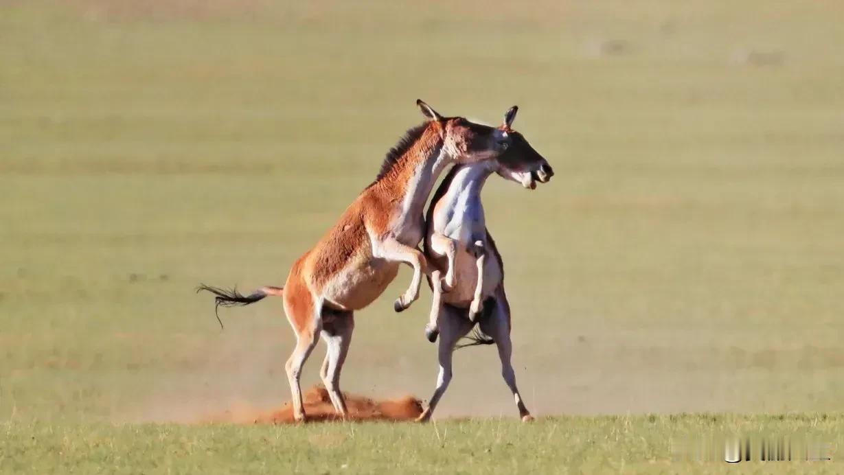 ＃西藏＃平均海拔4000米以上，这里的每一寸土地都在诉说着高原生态的奇迹。