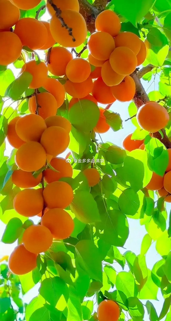 个人观点：今天躺平，俺等反弹。长鑫存储，长江存储都还没上市，科技不可能结束。如果