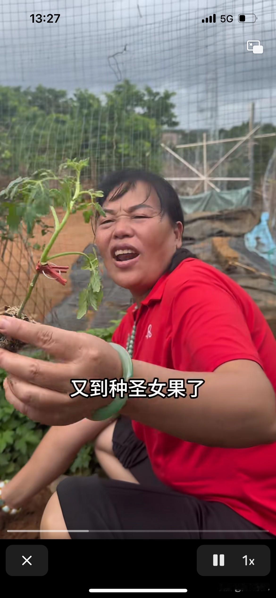全红婵妈妈太做作了说，你们有钱人都去游玩了，我还是在家里做苦力活，今天就种圣女果