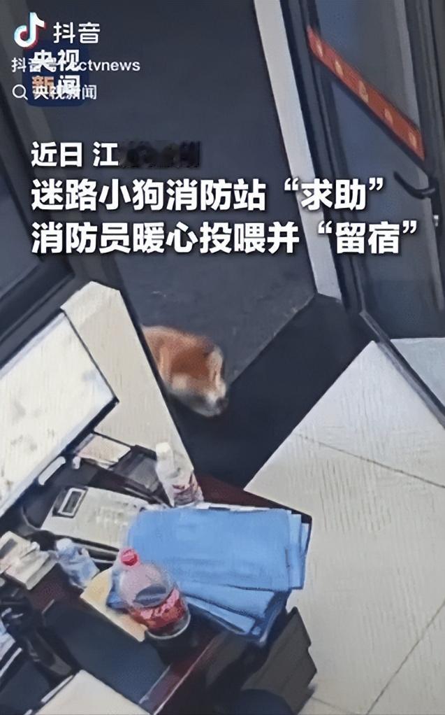 “走红央视全网热议！”夜幕下的扬州街头，一只可爱柴犬独自寻路，稳稳走向亮灯的消防