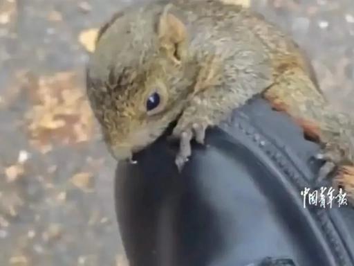 “缘分到了挡都挡不住！”3月28日，四川攀枝花，一女孩去考试途中，一只小松鼠突然