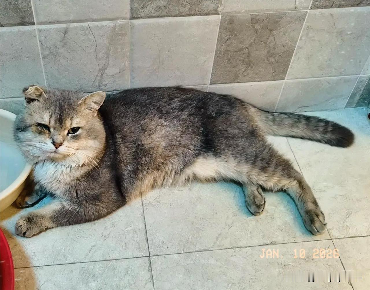 昨晚归家途中，邂逅这只灰色流浪猫。它又冷又饿，一路跟着我喵喵直叫，模样着实可怜，