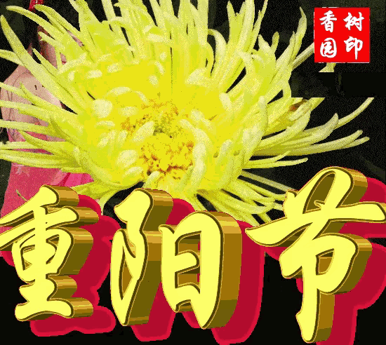 七律，重阳节偶感文/理想莫道家园尽染霜，闽南处处是春阳。多情枫叶随波舞，