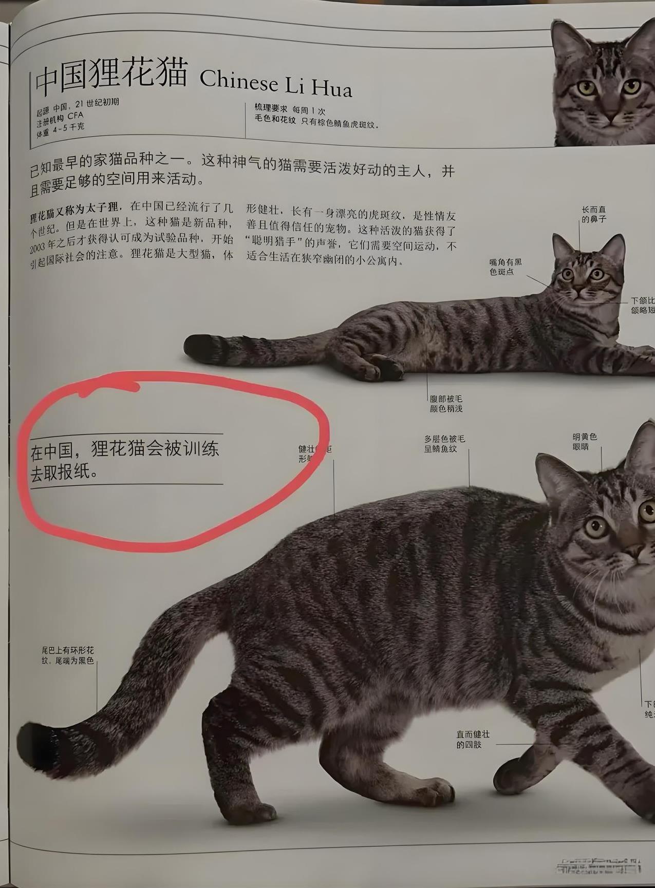 老外对狸花猫有着神奇的认知：在中国，狸花猫会被戏训练取报纸。果然，不仅外来的和