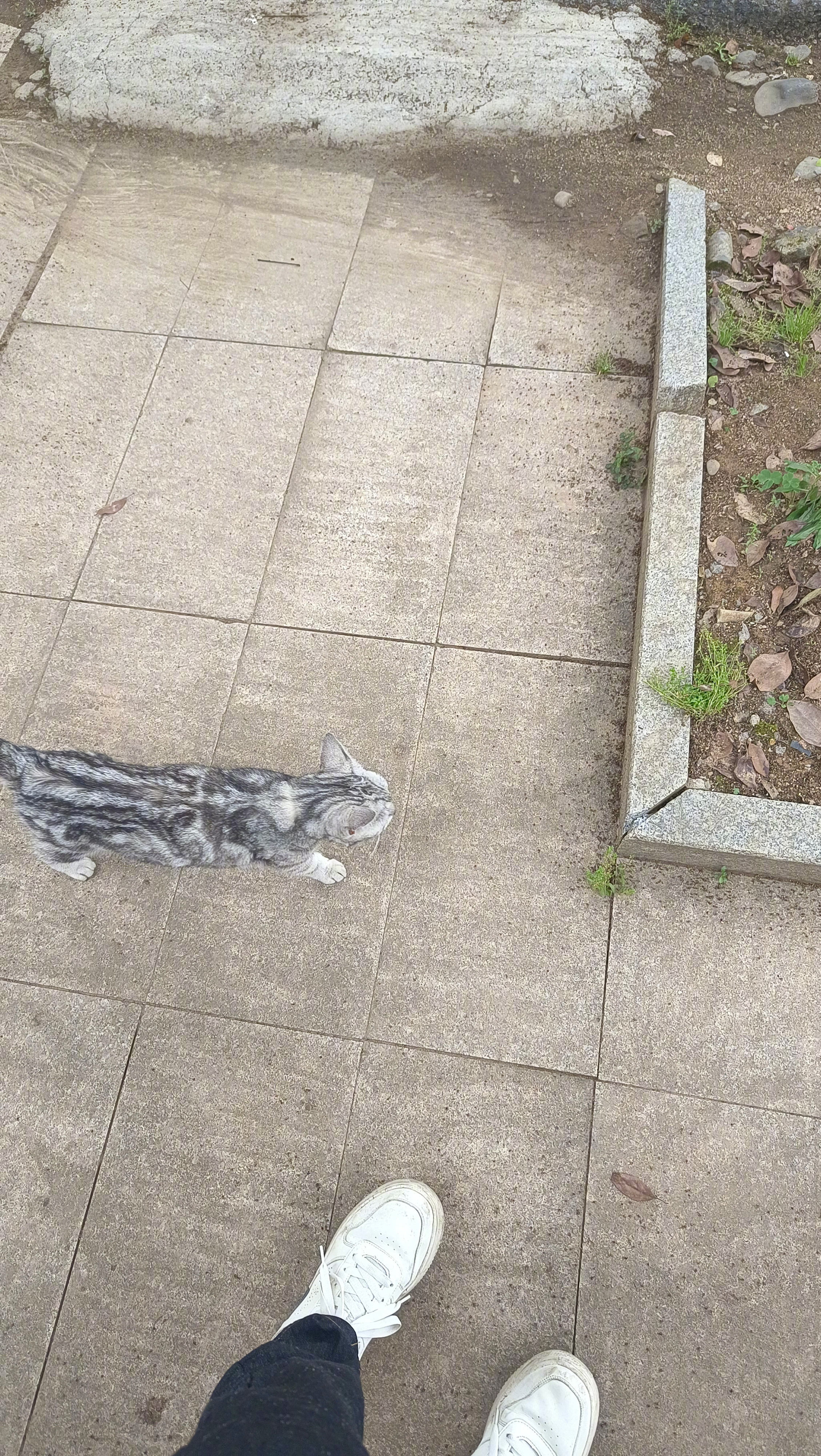 我就撸了它两把，然后它跟了我两条街​​​