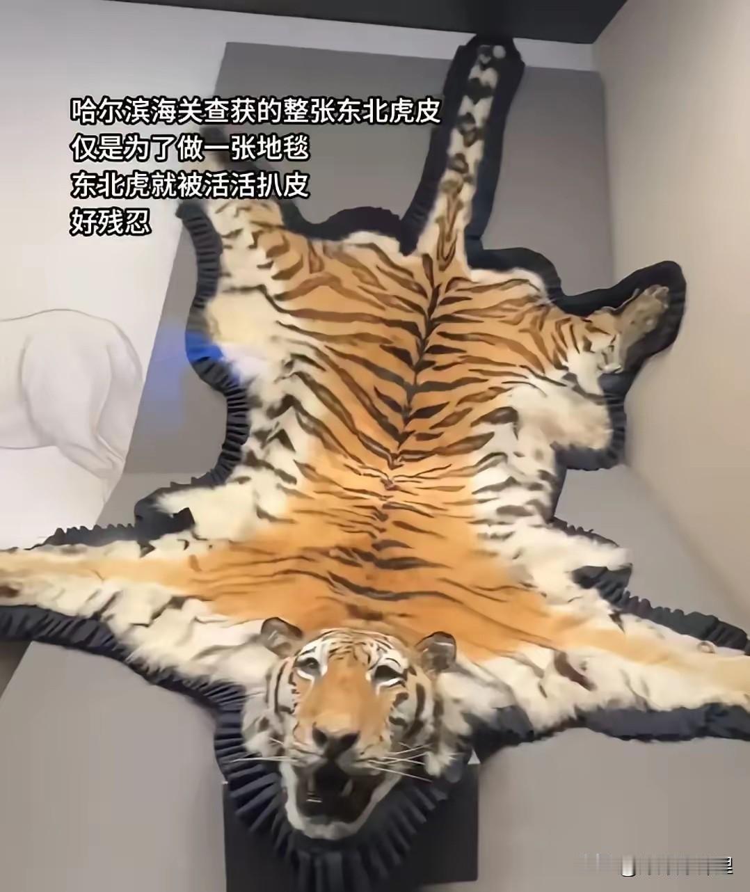 刷到哈尔滨海关那个新闻，头皮都发麻。一张完整的东北虎皮，居然想混过X光机？