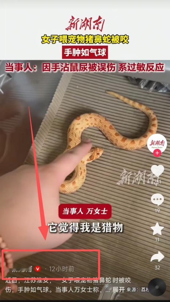 离谱又吓人！江苏一位女生养了条宠物猪鼻蛇，居然连着三四个星期都没给蛇喂食。当她