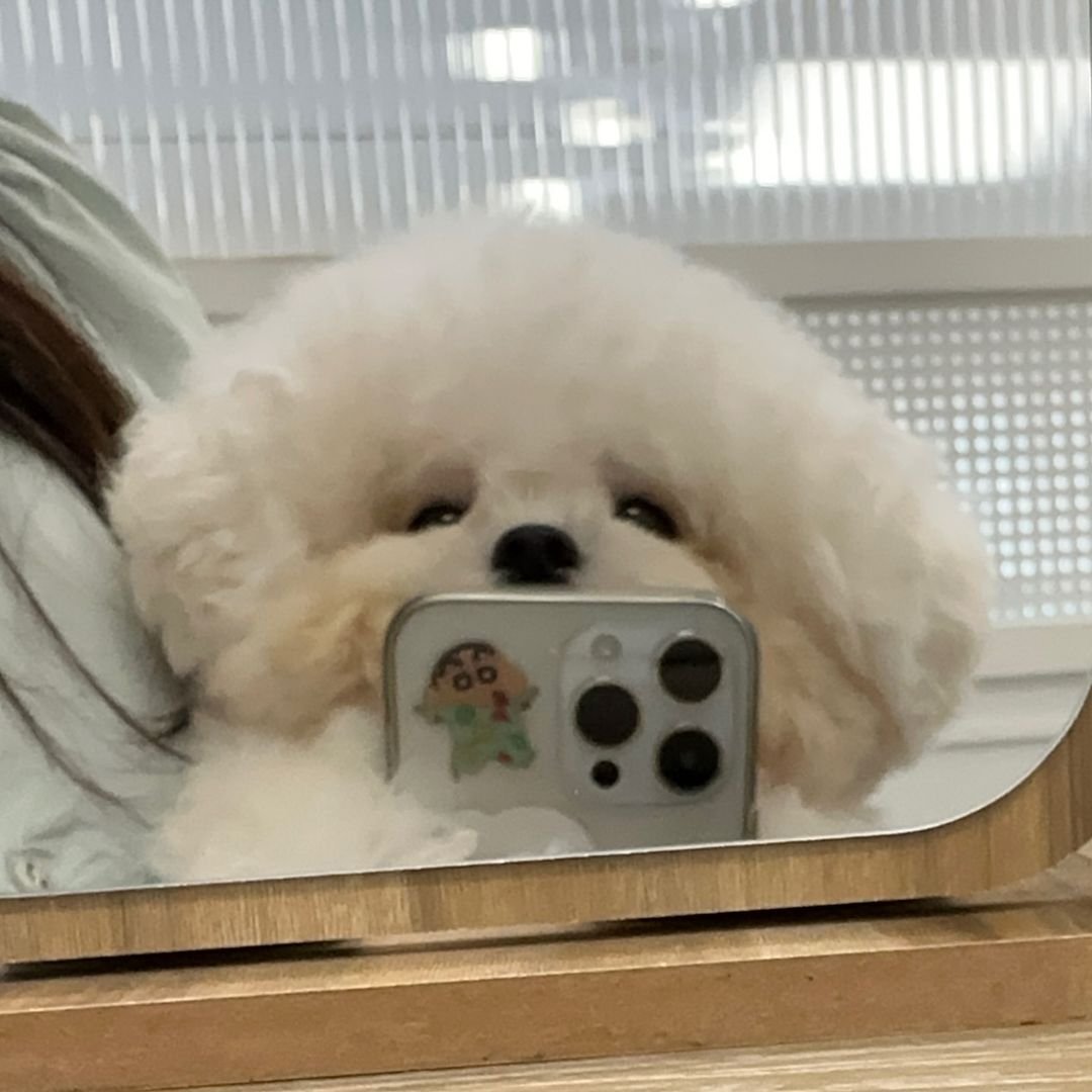 通知：小狗发自拍了​​​