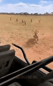 这只母狮子绝对是高智商！鬣狗群黑压压围上来的时候，谁能想到母狮第一反应不是硬刚，