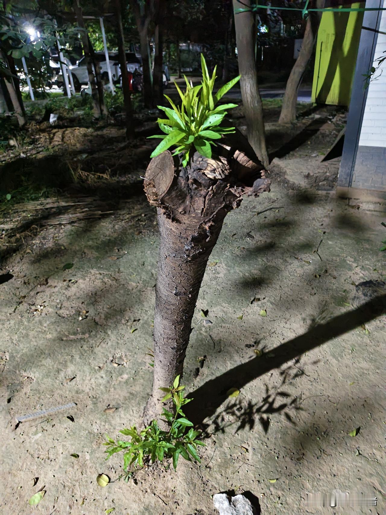 前段时间一个邻居被车撞了，当时一只鞋子飞出去了，看到的人都小声议论，鞋子掉了人恐