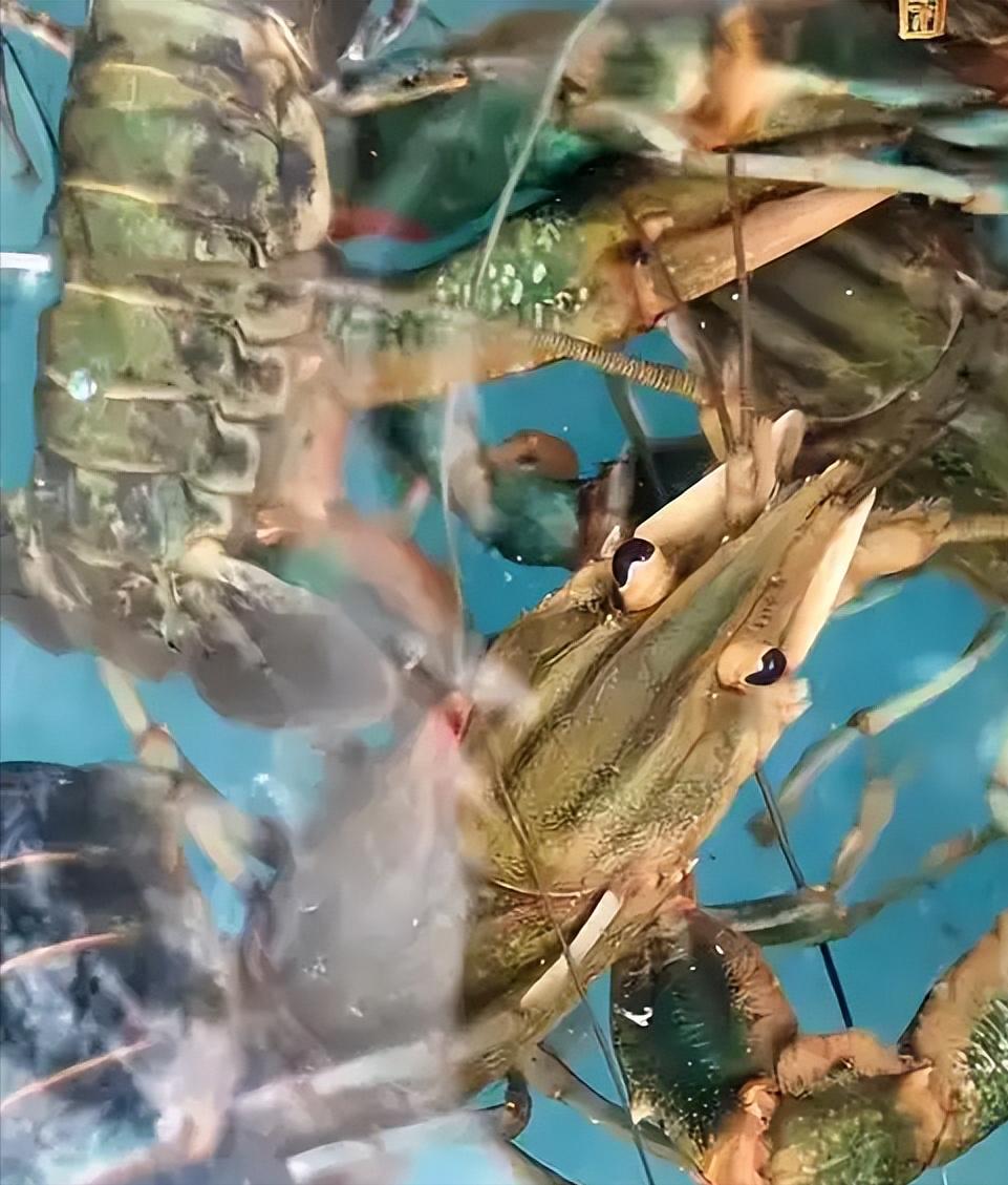 在“死亡之海”塔克拉玛干沙漠边缘，农户们原本只想种点粮食凑合口吃的。没想到那片咸