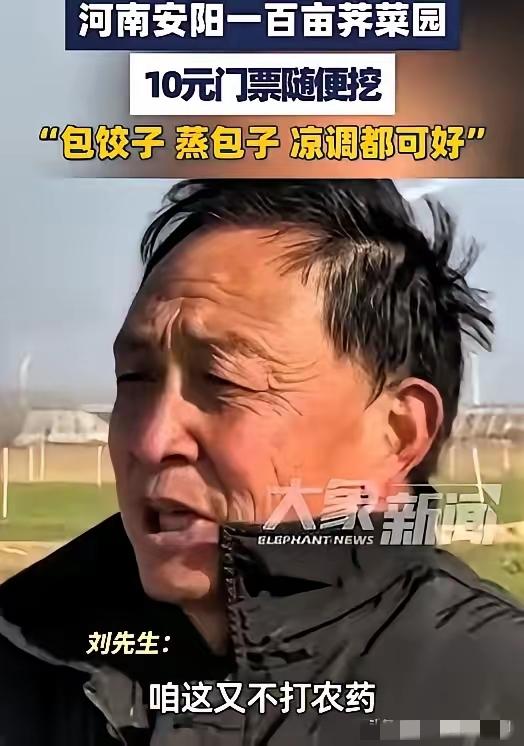河南这大哥，脑子转得是真快。​100多亩荠菜眼看要烂地里。​要是雇人收，光人