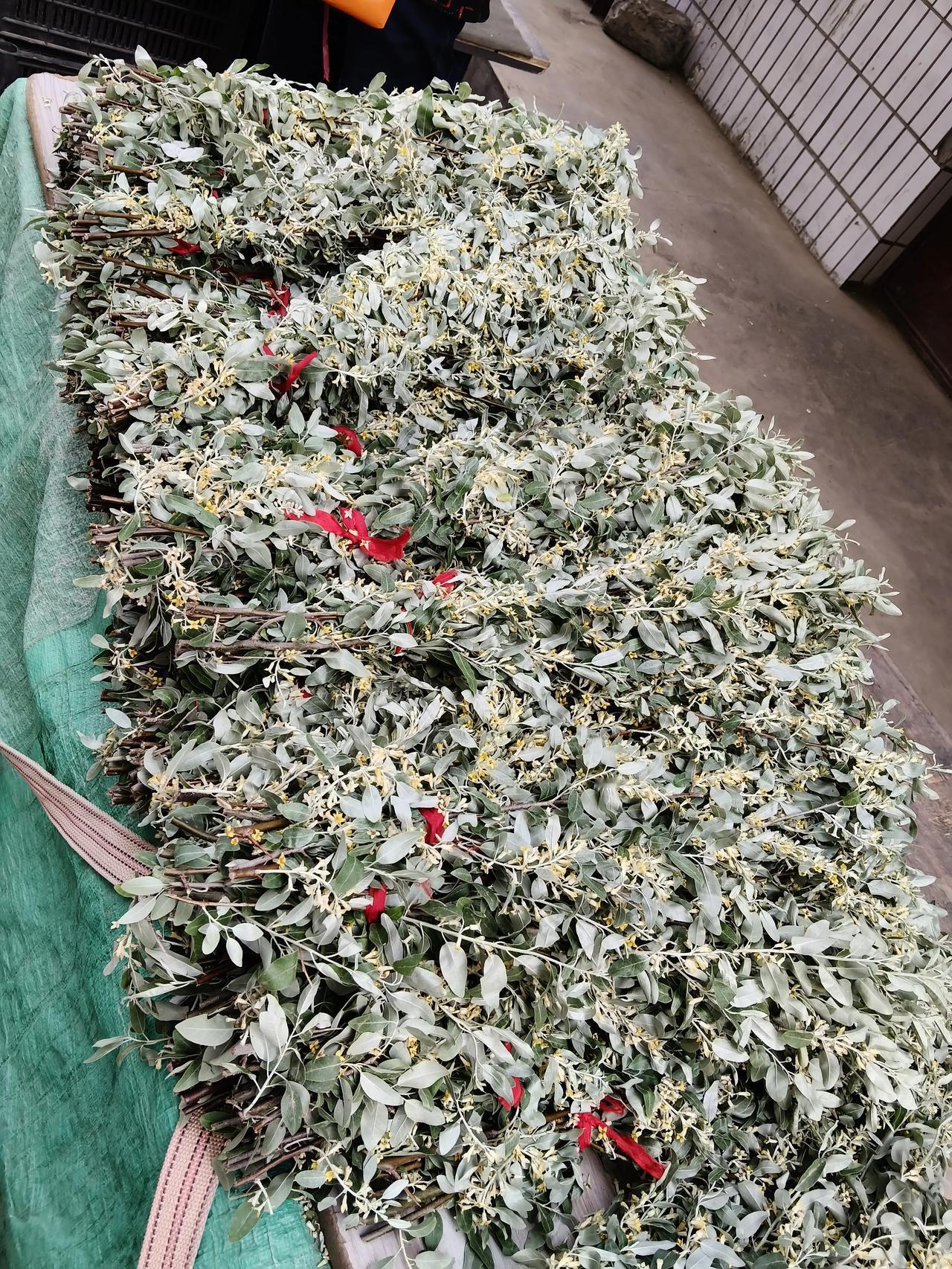 兰州人在过端午节的时候，都要买两把沙枣树枝拿回家，一把3块钱5块钱两把，像他们一
