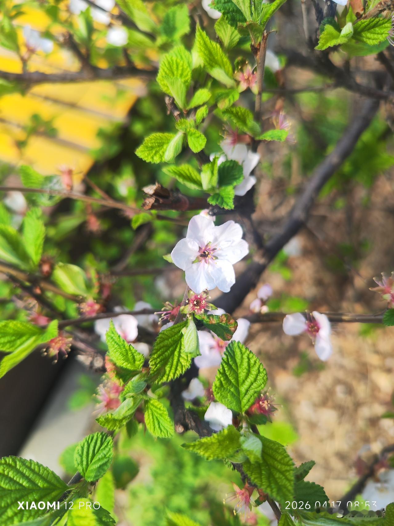 晒图笔记大赛春天的时候，最美的地方，就是可以欣赏到精美花朵，拍摄出漂亮的花。