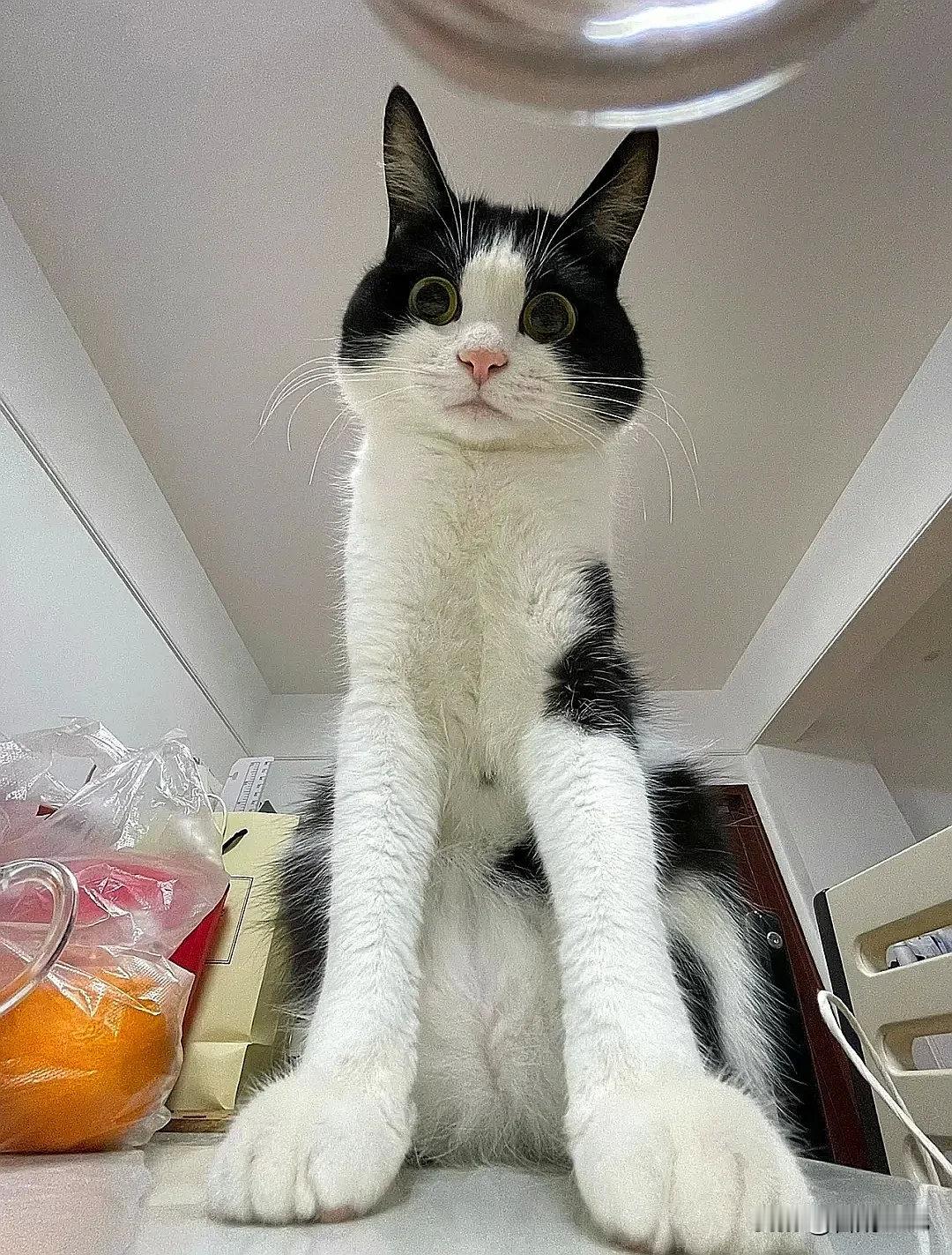 头以下全是腿～