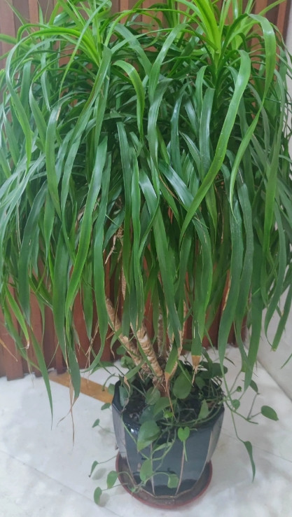 体制内朋友聊起反腐成效，那叫一个显著！总结下来，就六个字：不敢，不能，不想！以