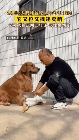 河南一农户家养了两三年的大鹅快炖锅里时，家里的金毛突然冲上来挡在跟前。狗子又拉