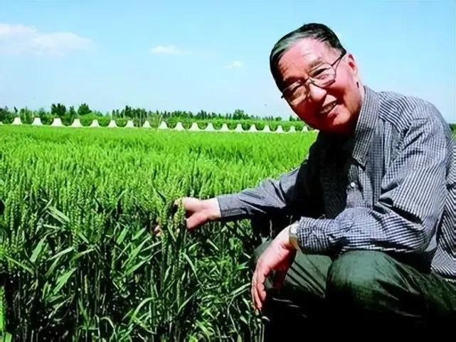 中国又出了一位“袁隆平”！他让粮食产量增长1000亿斤，喂饱5亿中国人，被称为中