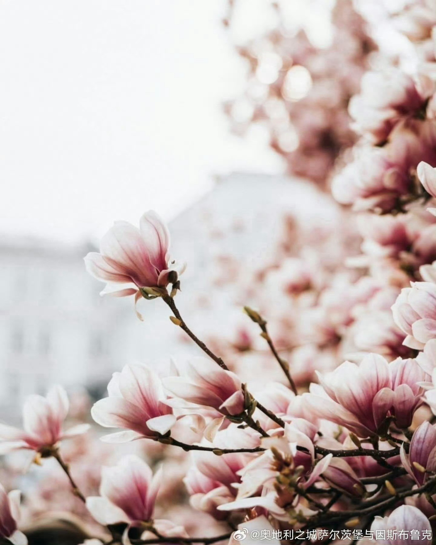 【这里是奥地利】每年3月底，那些玉兰树都竞相爆满了大朵大朵的花，白色纯洁，粉色艳
