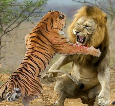 1946年，英国人为了证明狮子比老虎更强，就将一头雌虎和一头雄狮，锁到地牢里，可