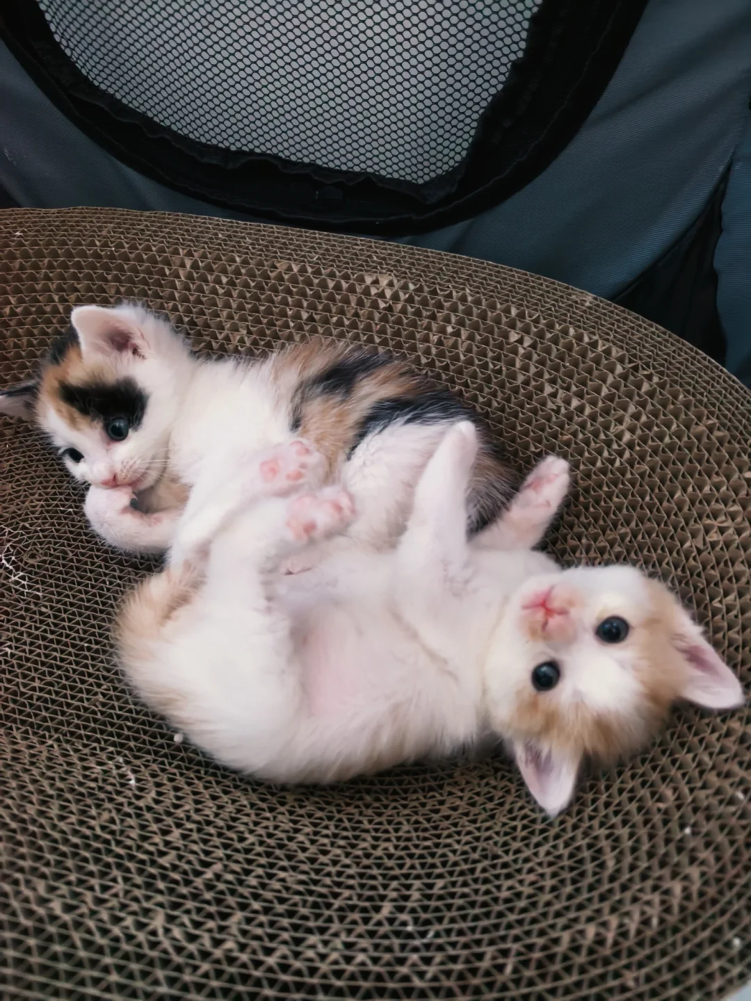 捡来的流浪小奶猫也在努力长大中