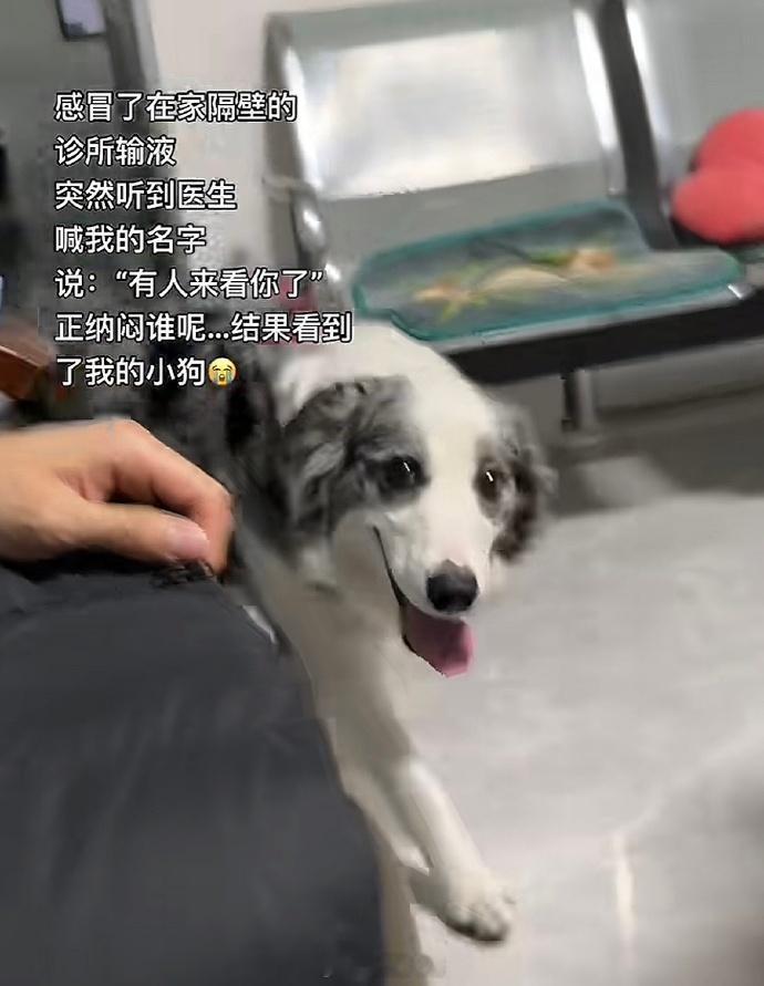 狗守护力MAX，个世界真的不能没有小狗​​​