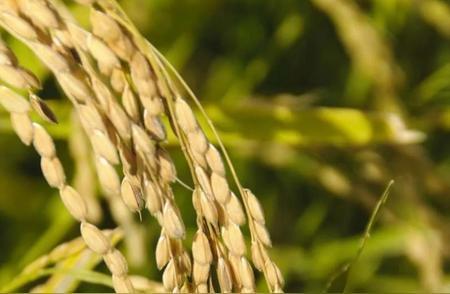 五大常任理事国的粮食自给率情况如下：第一，法国的粮食自给率高达329%。第二，俄