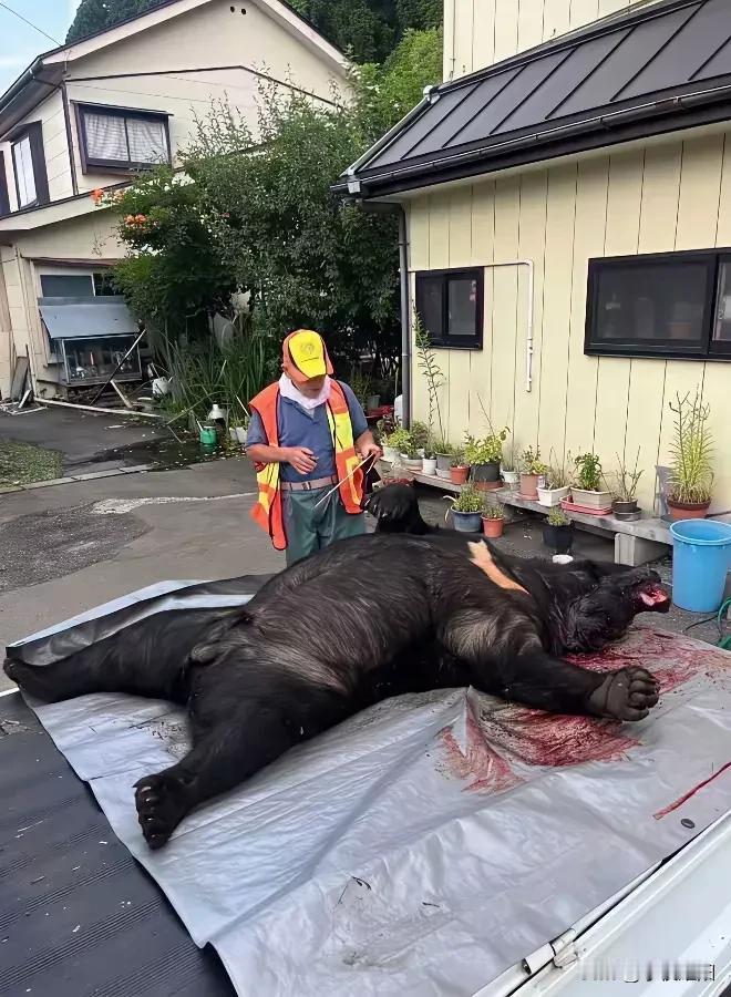 不用枪的话，要多少人才可以放倒这只大熊。