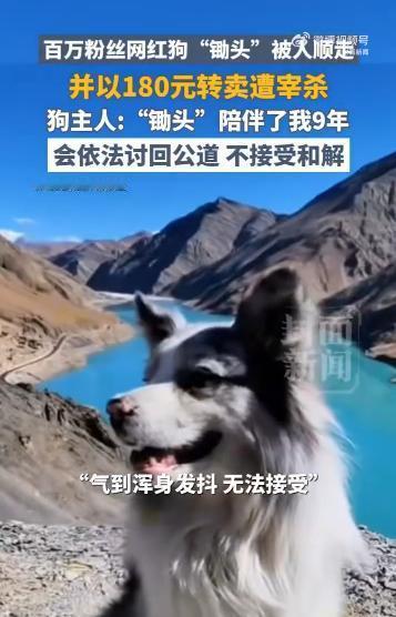 偷狗的人这次要慌了吧？网红边牧“锄头”犬主郭先生最新发声：绝不接受和解，希望刑事