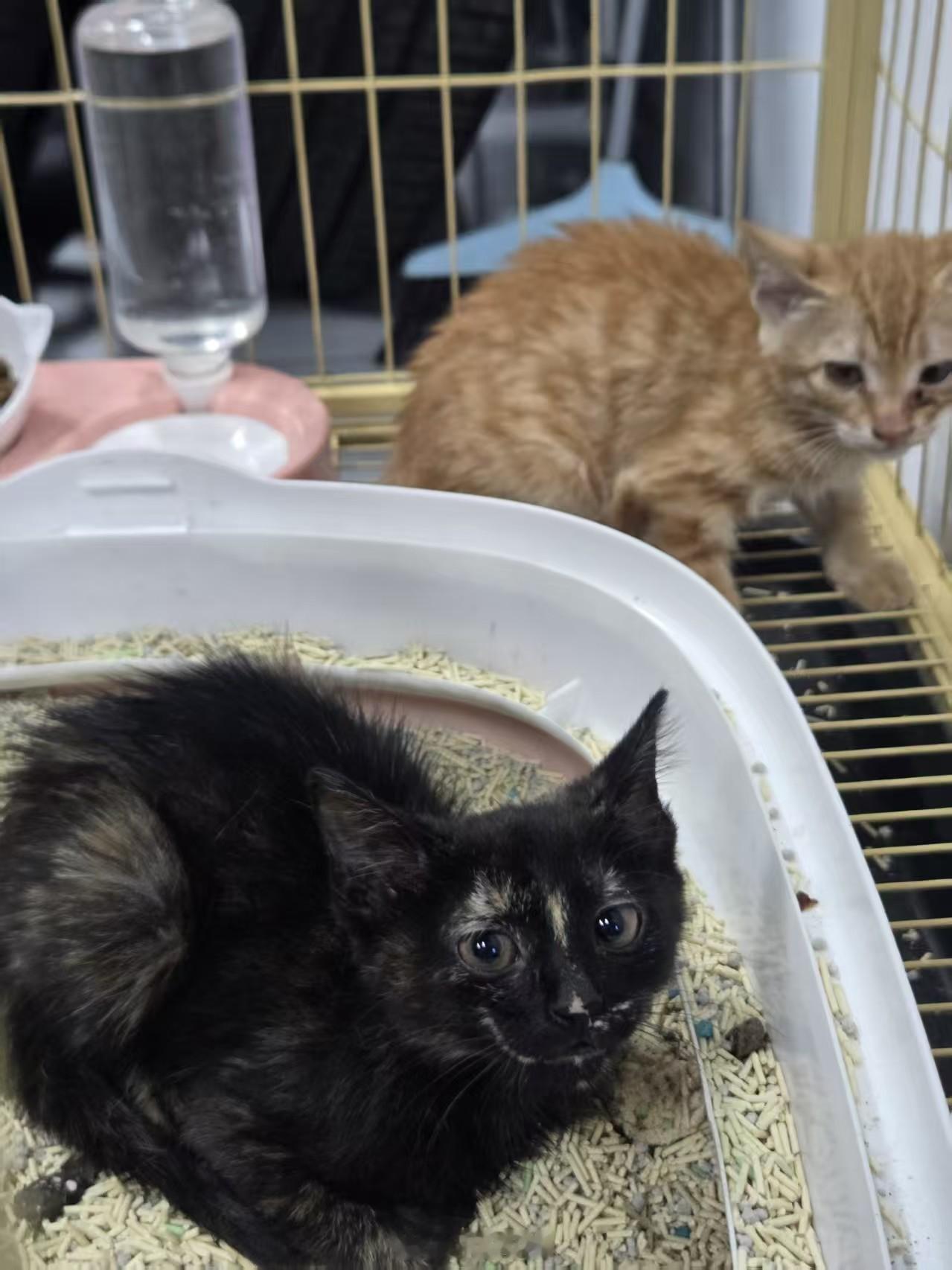 车库里来了两只小野猫买笼子猫粮猫砂眼药水已经花了快一千了都安排好了他们的