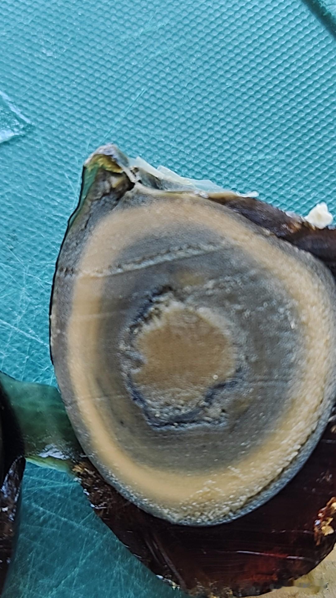 在网上买的糖心鸭子大皮蛋，但，谁能告诉我～这个皮蛋是鸭子亲自下的吗？这样的皮