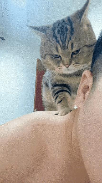 男子为了缓解疲劳，回到家里竟然让猫咪给自己按摩。正在睡大觉的猫咪虽然很不高兴，