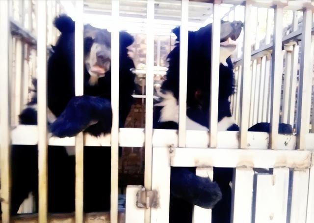 黑幕太揪心了，泰国军队在泰柬边境的特莫达赌场执行清剿任务，结果在赌场废墟里听到了