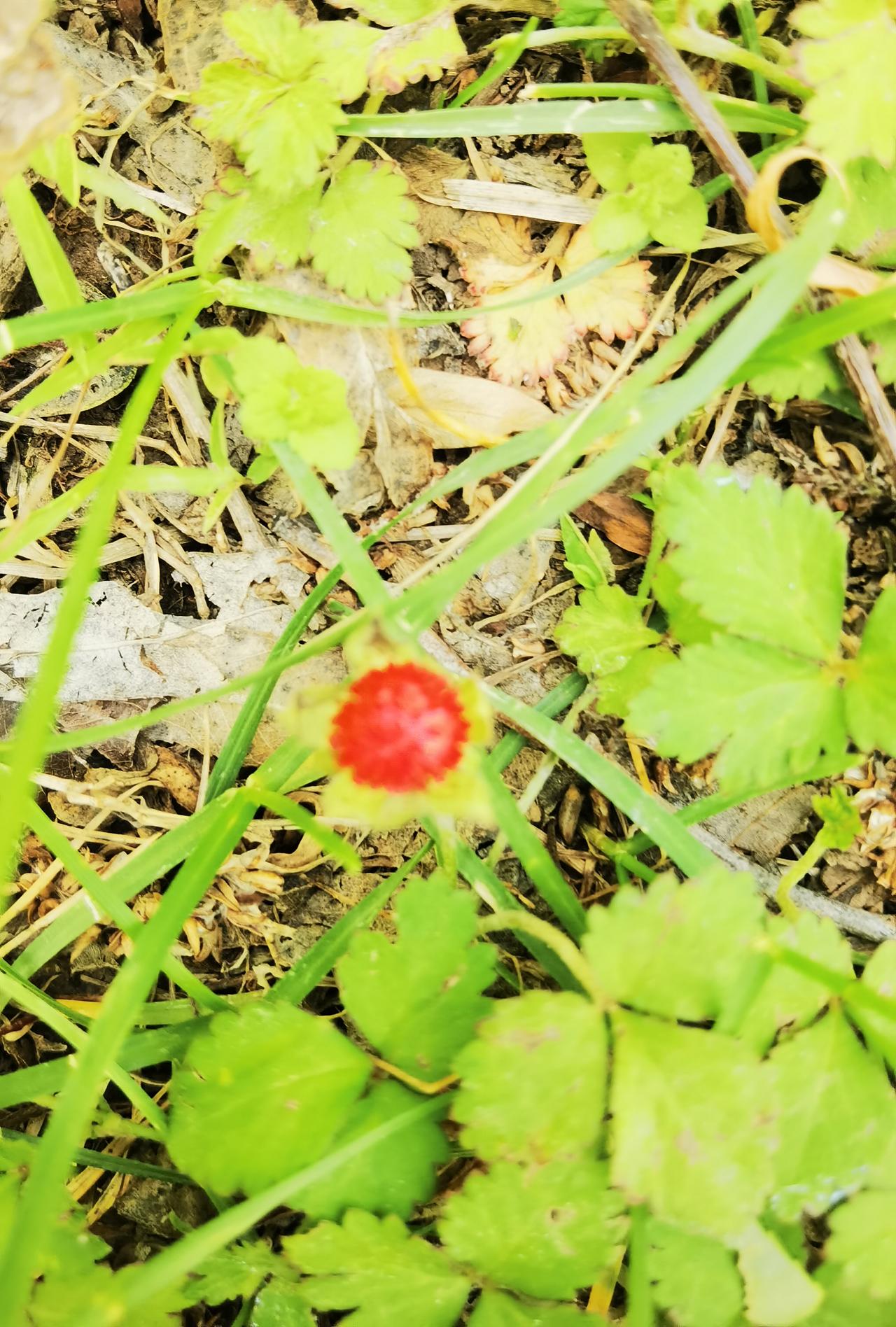 听说这是野草莓酸溜溜的很好吃自始至终没吃过今日野外见一粒想想还是别吃它