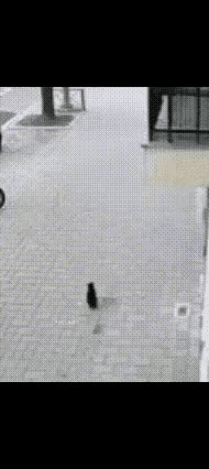 这是上天的安排，让这只猫来救这个三岁小宝贝的，否则宝宝危险了。