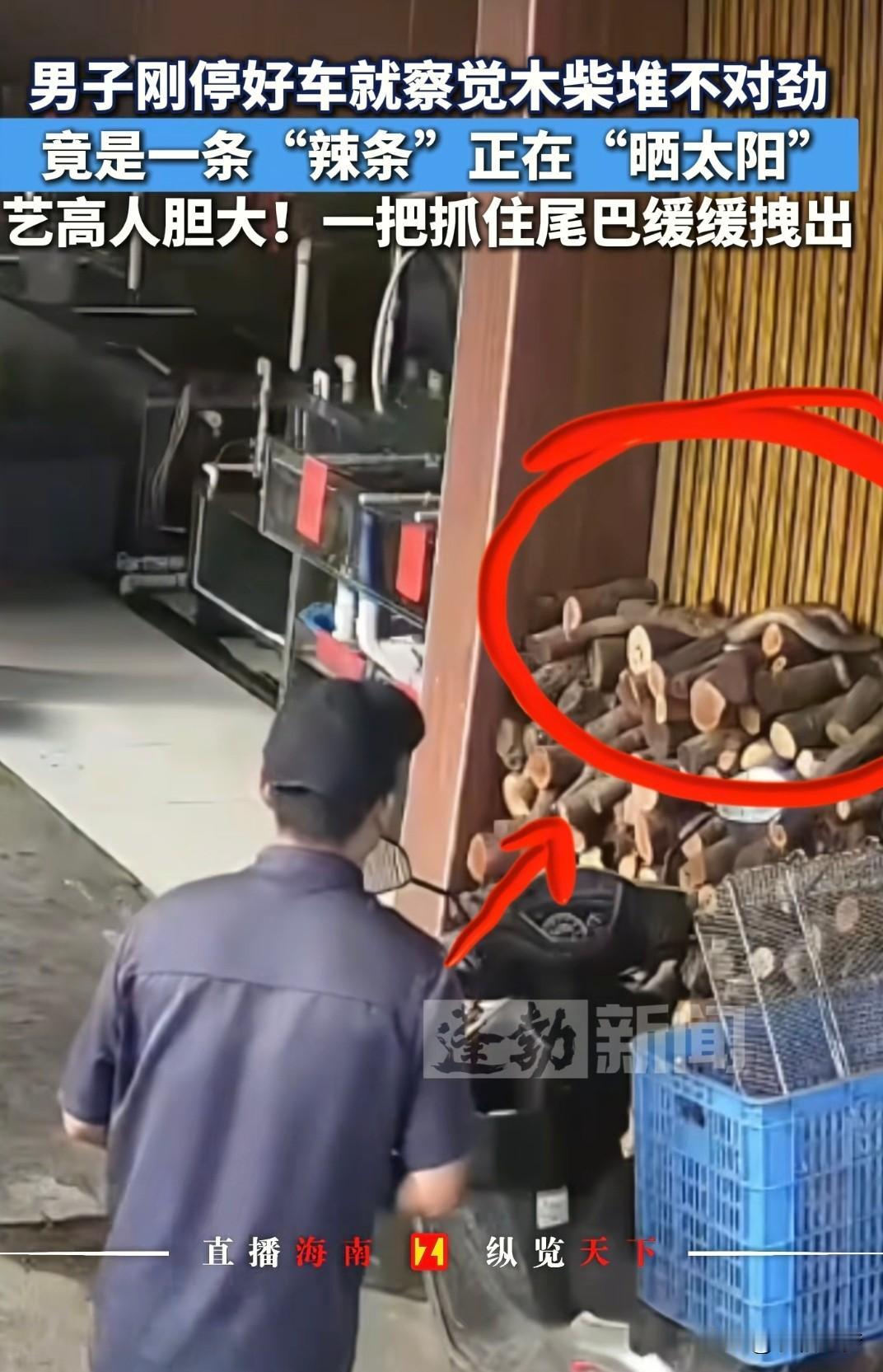 胆子太大了！广东中山，一男子骑车，刚好停在木柴堆附近，无意中一看，突然傻眼了：一