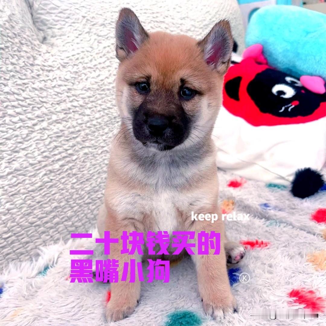 今天镇上逢场，起了个大早，准备去给家里的狗子买一点猪肺。路过卖鸡鸭的地方，看到一