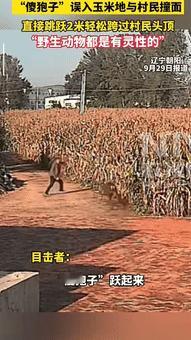 万万没想到！辽宁，一位村民路过自家玉米地，听到里面有动静，他以为是小偷，大喊一声